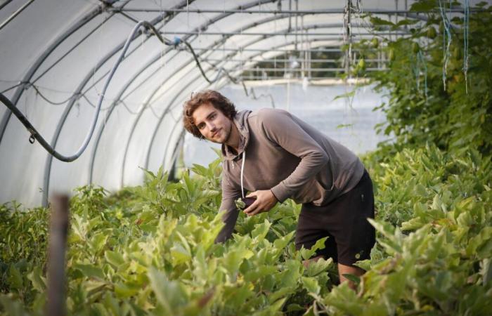 « Bien sûr, l’exploitation doit être viable, mais à mon rythme », portrait d’un agriculteur nouvelle génération