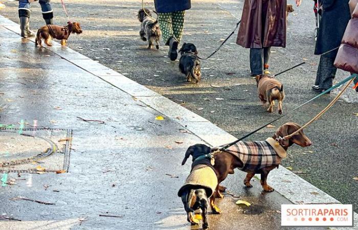 la balade des teckels revient dans la capitale ce week-end !