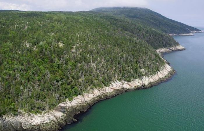 Une forêt « aux arbres tordus » désormais protégée à La Malbaie