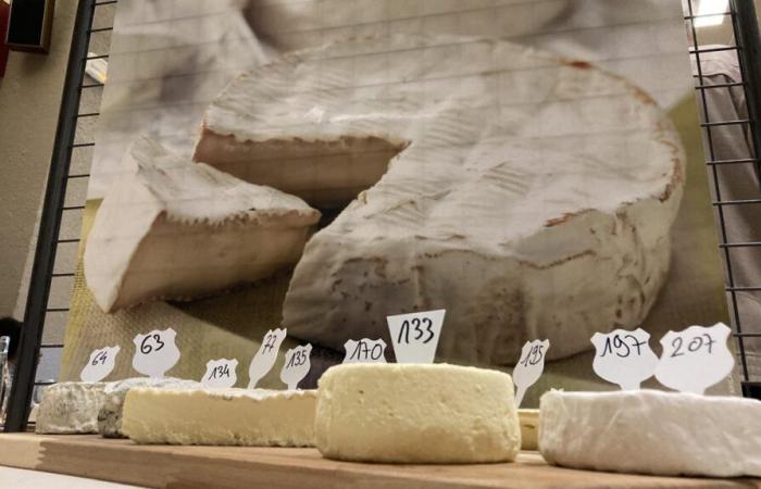 Sept médailles d’or pour les producteurs de fromage du Loir-et-Cher