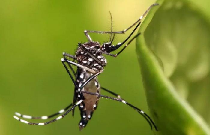 Épidémie de dengue déclarée en Guadeloupe avec un sérotype rare pouvant provoquer un nombre élevé de cas