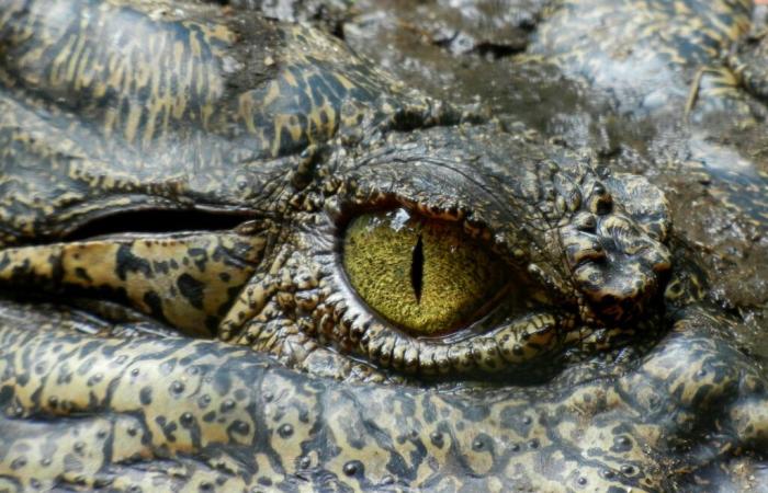 ???????? Meurthe-et-Moselle. Un vétérinaire condamné pour avoir gardé un alligator