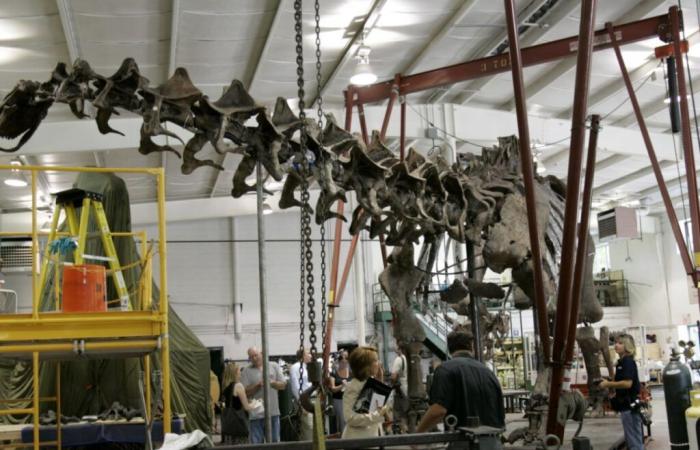 Un squelette de dinosaure géant vendu 4,7 millions d’euros en France