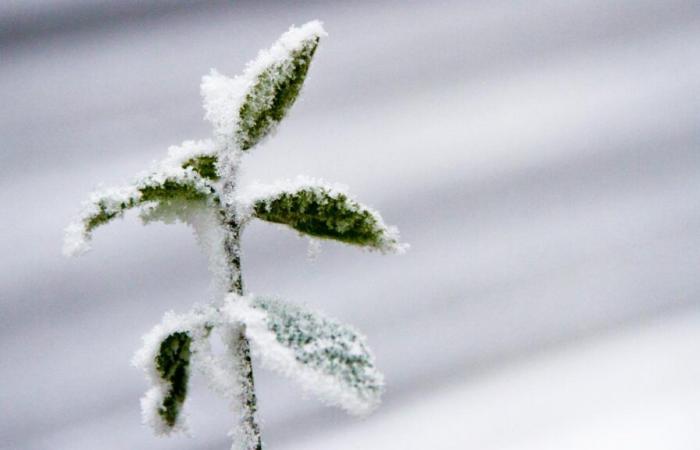 Avec le retour de la neige et du froid, le temps de cette semaine s’annonce hivernal