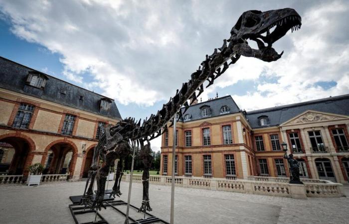 Un squelette de dinosaure géant vendu 6 millions d’euros dans les Yvelines