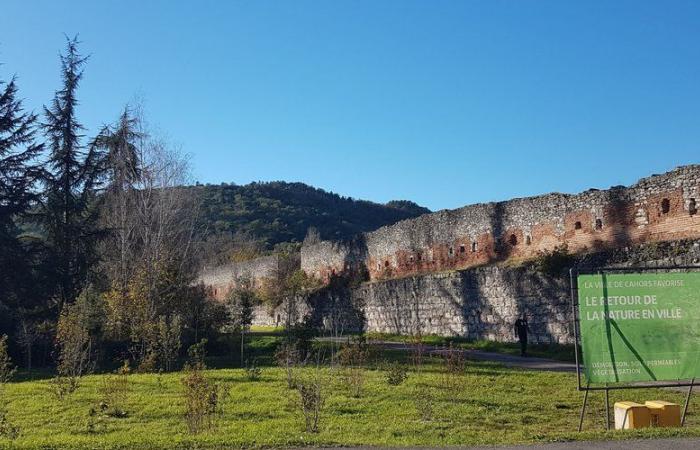 Une forêt urbaine pousse au bord du Lot, à Cahors