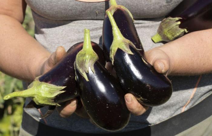 « Il faut développer la culture des légumes de plein champ en Isère »