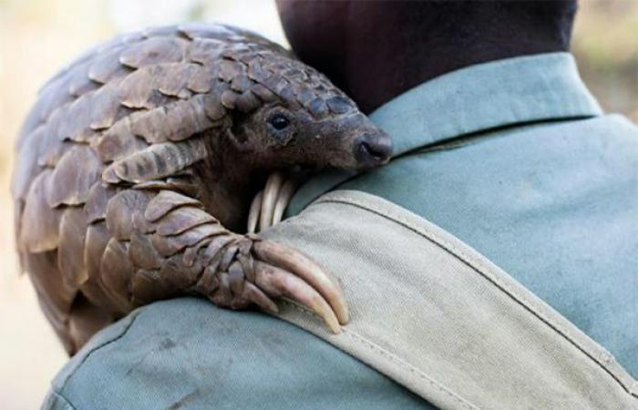 le pangolin africain en voie de disparition – Lequotidien