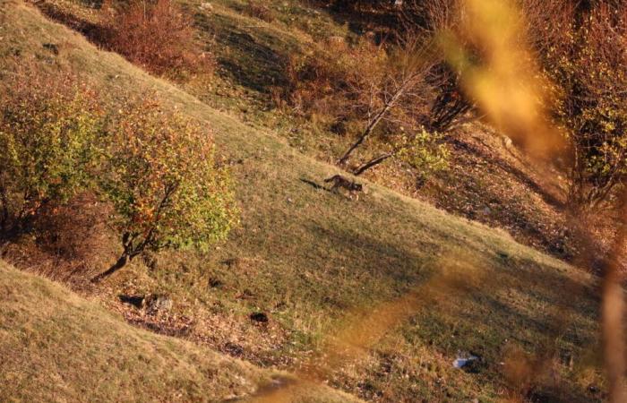 Faut-il avoir peur du loup ? Dans les Yvelines, on en reparlera sérieusement prochainement