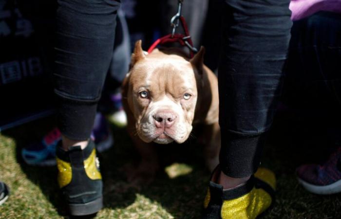 Un homme grièvement blessé en Dordogne après avoir été attaqué par deux chiens