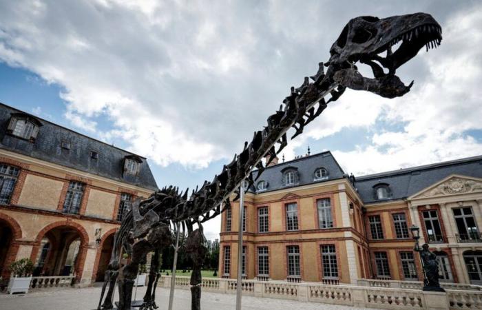 Pour acquérir le plus gros dinosaure jamais mis aux enchères, “il faut un mécène”, regrette l’ancien président du Muséum d’histoire naturelle.