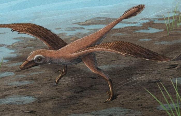 découvrez à quoi servaient les ailes de ces dinosaures ????