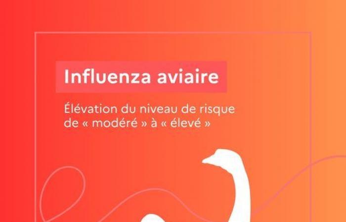 Augmentation du niveau de risque de grippe aviaire de « modéré » à « élevé » depuis le 9 novembre 2024 sur l’ensemble du territoire national