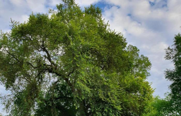 «Nous représentons l’Île-de-France», cette petite commune de Seine-et-Marne candidate à l’arbre de l’année