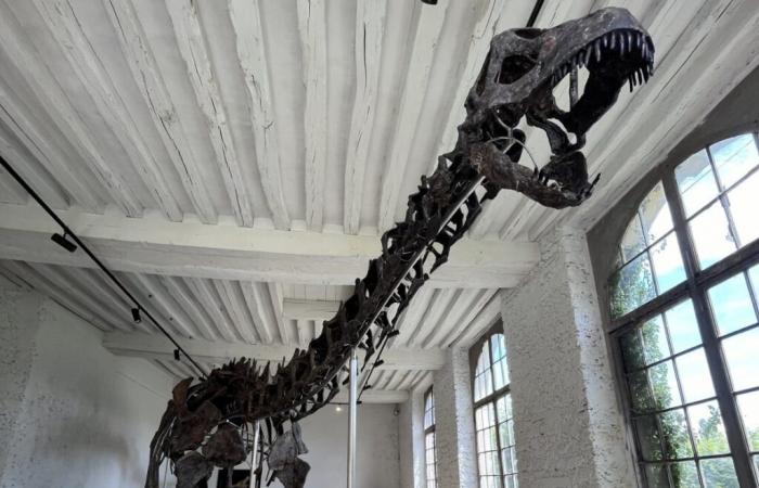 Vulcain, un dinosaure de 5 mètres de haut, vendu 4,7 millions d’euros