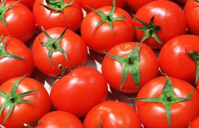 Les prix des tomates continuent d’augmenter