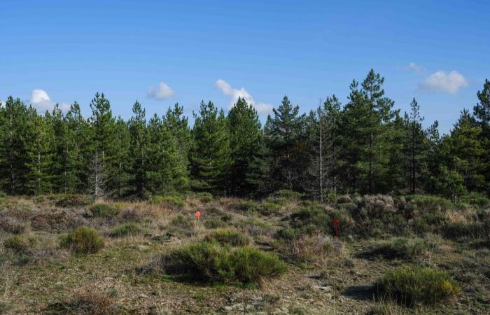 Dans les Cévennes, 122 hectares de panneaux solaires seront installés dans une zone protégée