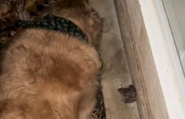 Au coeur de la tempête, un Golden Retriever plein de gentillesse préfère protéger son amie la grenouille plutôt que de rentrer chez lui (vidéo)