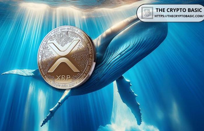 XRP Whales empile 320 millions de jetons en 72 heures alors que XRP approche 1 $