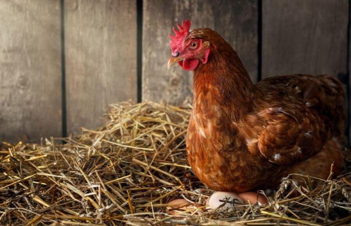 L’œuf avant la poule ? Une étude pourrait enfin faire la lumière sur un mystère ancestral