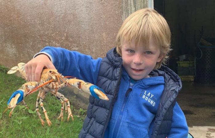 Un homard doré adopté par une famille de l’île d’Ouessant va être étudié aux Etats-Unis