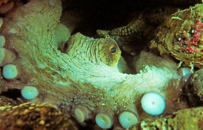 Le poulpe prospère toujours aussi bien dans le nord Finistère