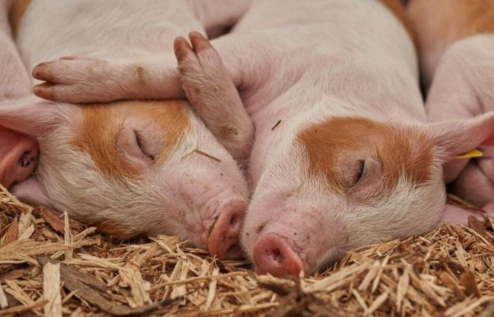 Des chercheurs parviennent à réanimer des cerveaux de porcs 1 heure après leur mort grâce à… leur foie ????