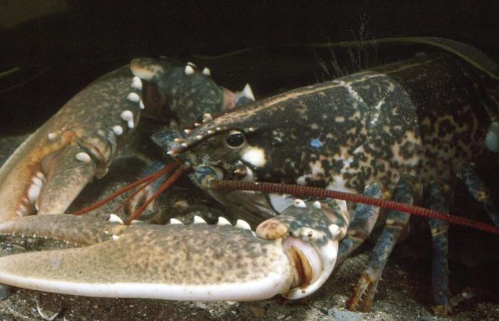 Un homard doré très rare, pêché cet été par une famille sur l’île d’Ouessant dans le Finistère, va être étudié aux Etats-Unis