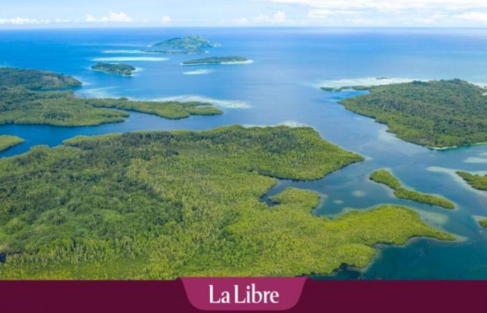 Le plus grand corail du monde découvert dans les Îles Salomon dans le Pacifique : « Il déborde de vie et de couleurs » (PHOTO)