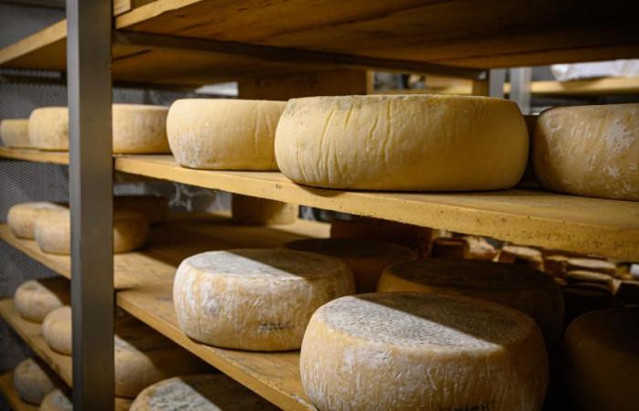 Le meilleur fromage du monde 2024 est portugais, devant près de 4 800 concurrents