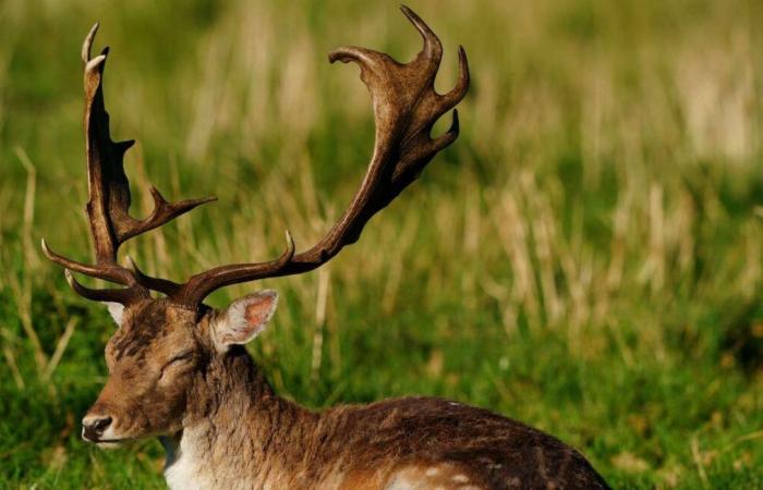 Des associations tentent de sauver un cerf noir apparu dans une ferme