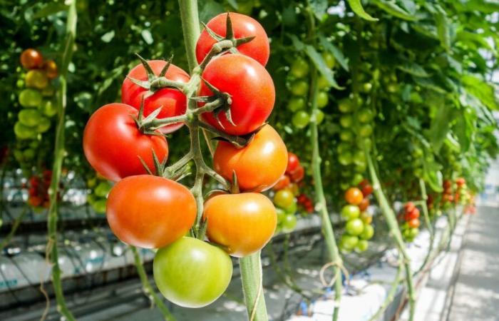 400 manifestants contre un projet de serres géantes pour tomates