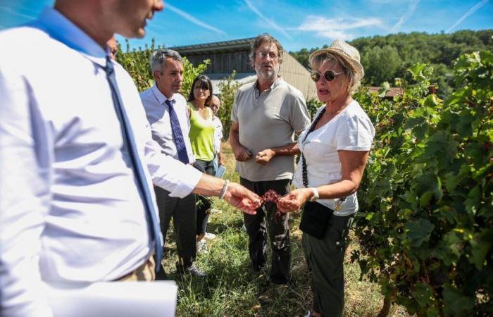 Au moins 900 hectares de vignes arrachés dans le Lot-et-Garonne