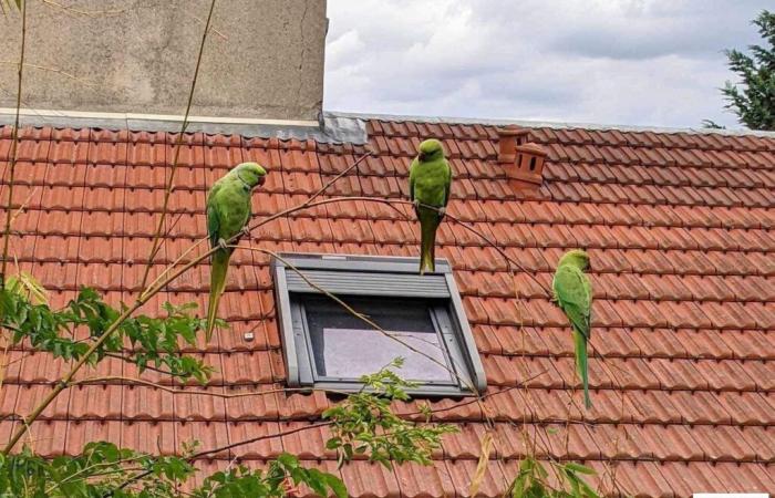 D’où viennent ces perruches vertes que l’on voit à Paris et en Île-de-France ?