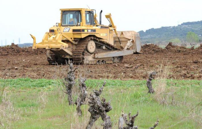 la campagne d’arrachage concernera 7% des vignes du Languedoc