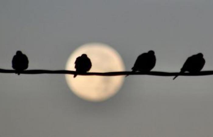 EN IMAGES. La Lune du Castor, la dernière « super Lune » de l’année, a illuminé le ciel du monde entier