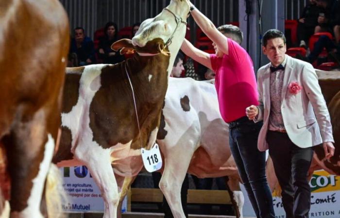 la Montbéliarde en invitée vedette du concours départemental « Doubs, terre d’élevage »