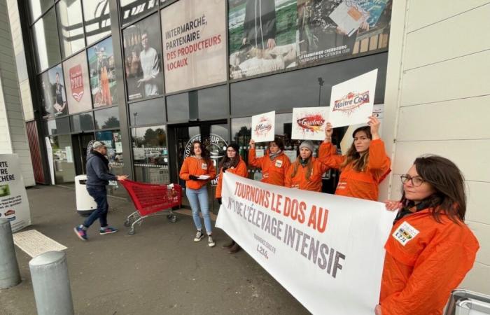 A Cherbourg, un élevage intensif dans le viseur des militants de L214