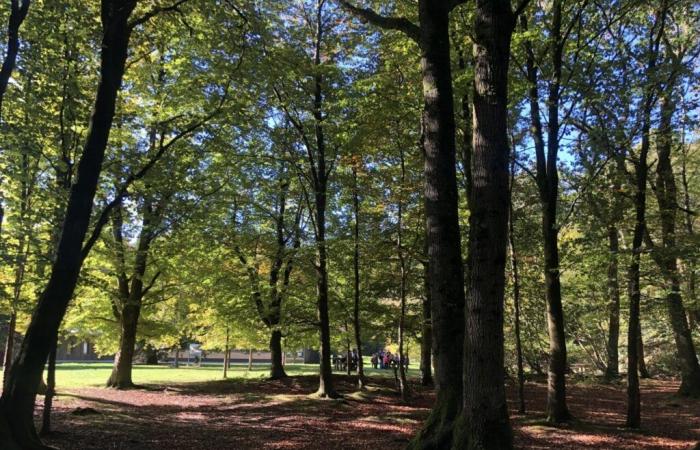 on se détend dans la forêt de Cerisy