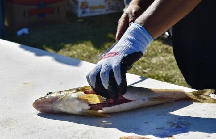 Grassy Narrows : la rivière venimeuse