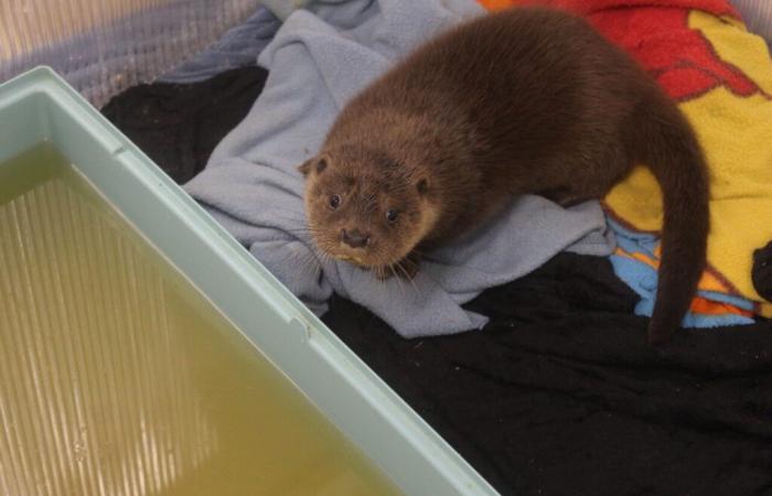 Dans ce centre animalier du Lot-et-Garonne, les gardiens réalisent un sauvetage insolite