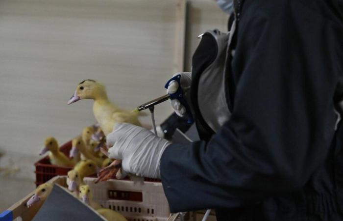 pourquoi des canards vaccinés ont-ils pu être infectés dans les Landes ?