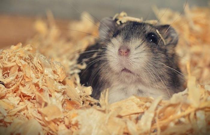 une caisse contenant 130 hamsters s’ouvre à l’atterrissage de l’avion, les rongeurs jouent à cache-cache dans un Airbus depuis maintenant 5 jours