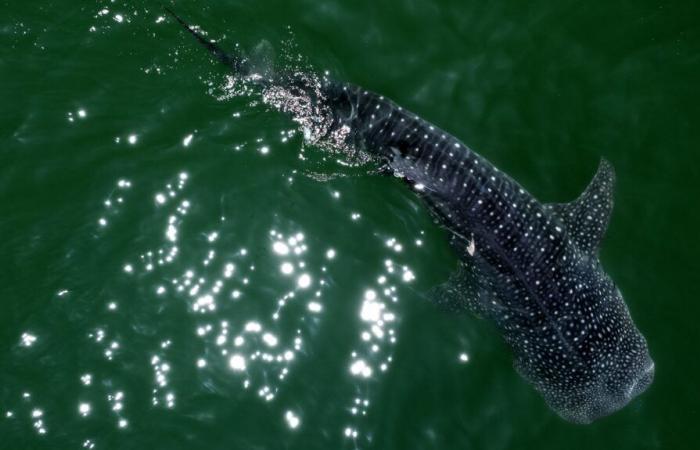 Une association bretonne propose une zone de protection internationale pour le requin baleine, avec le soutien du Vendée Globe