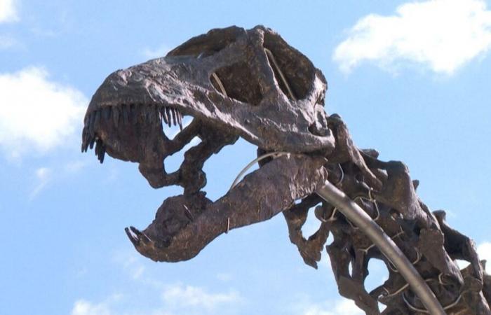 Un collectionneur débourse une somme faramineuse pour acheter le squelette du plus gros dinosaure jamais mis aux enchères en France