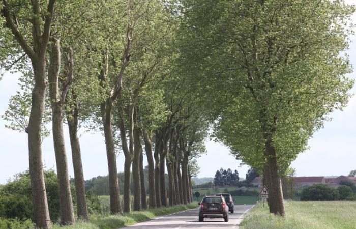 Deux morts en deux jours dans des accidents distincts, un piéton heurté et un conducteur tué après avoir heurté un platane