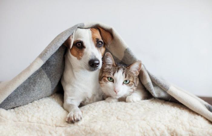 les chiens et les chats peuvent-ils avoir froid lorsque les températures baissent ?