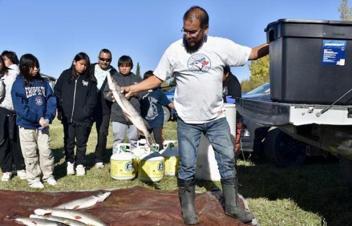 Grassy Narrows : la rivière venimeuse