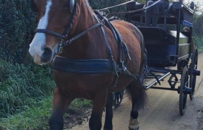 dans la Manche, Marie propose un corbillard tiré par des chevaux pour les funérailles