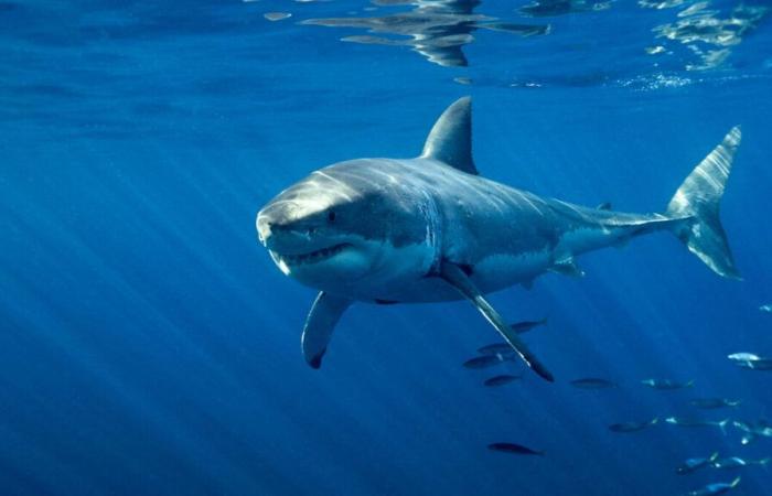 un grand requin blanc observé dans les eaux de Porquerolles